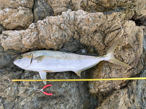 ヒラマサの釣果