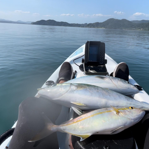 ハマチの釣果