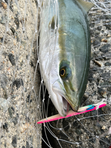 ハマチの釣果