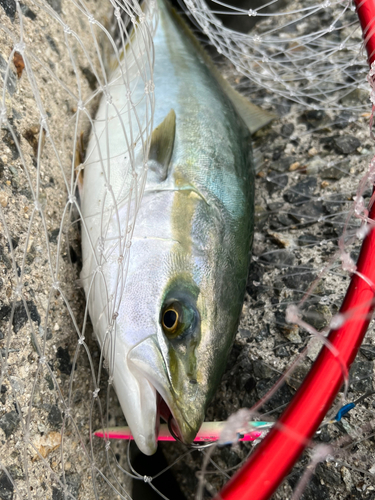 ハマチの釣果