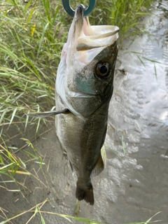 スズキの釣果