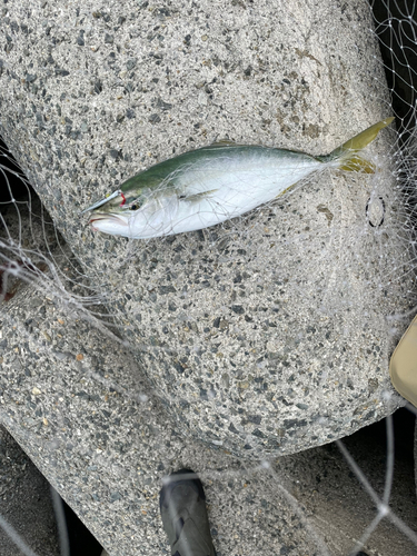 ハマチの釣果