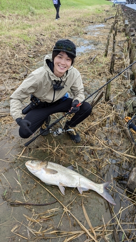 ハクレンの釣果