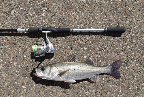 フッコ（マルスズキ）の釣果