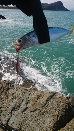 サバの釣果