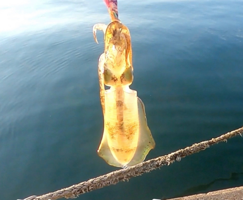 アオリイカの釣果