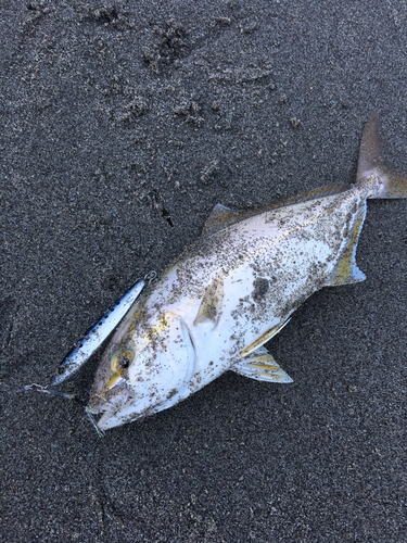 ショゴの釣果