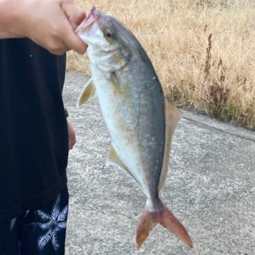 ネリゴの釣果