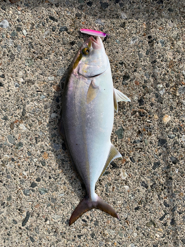 カンパチの釣果