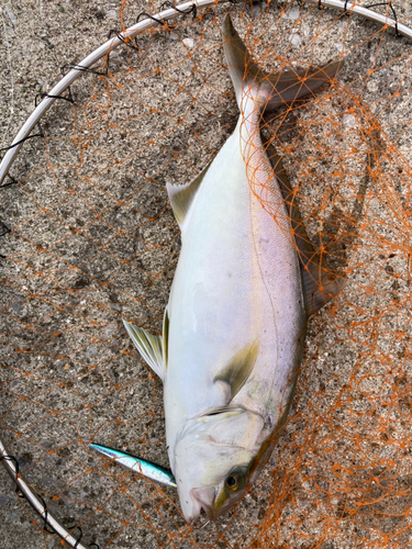 ネイリの釣果