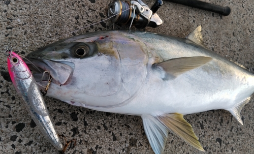 ヒラマサの釣果