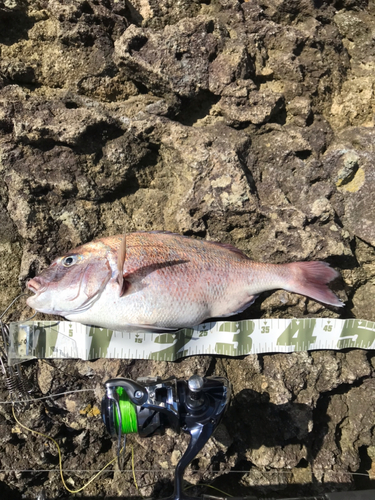 マダイの釣果