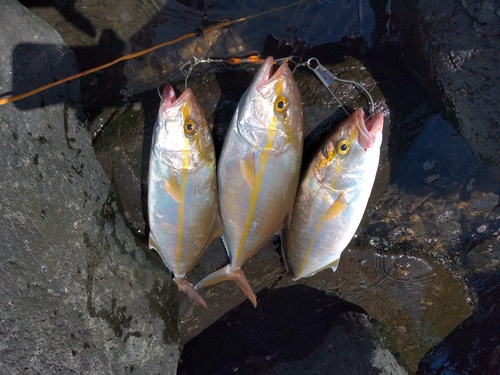 ネリゴの釣果