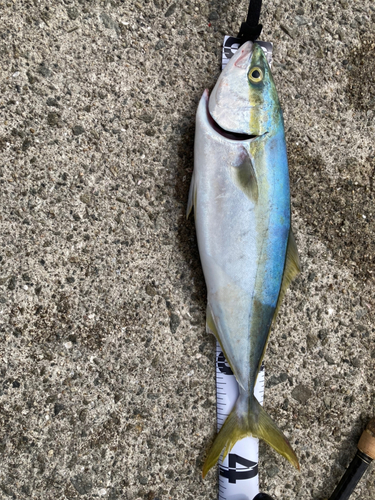 ハマチの釣果