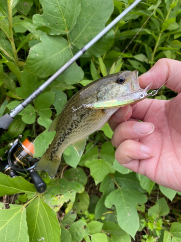 ブラックバスの釣果