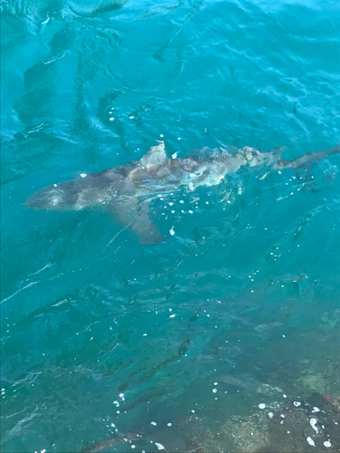 サメの釣果