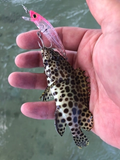 カンモンハタの釣果