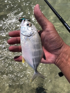 メッキの釣果