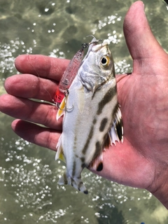 コトヒキの釣果