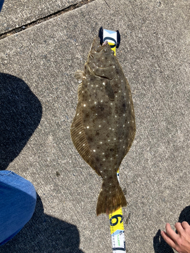 ヒラメの釣果