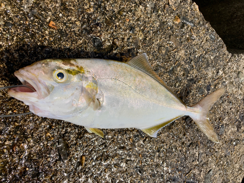 ショゴの釣果