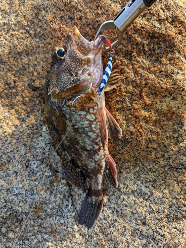 カサゴの釣果