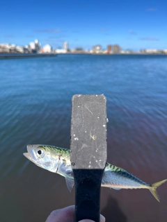 サバの釣果