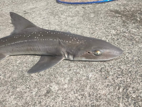 ホシザメの釣果