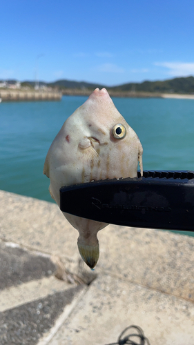 カワハギの釣果