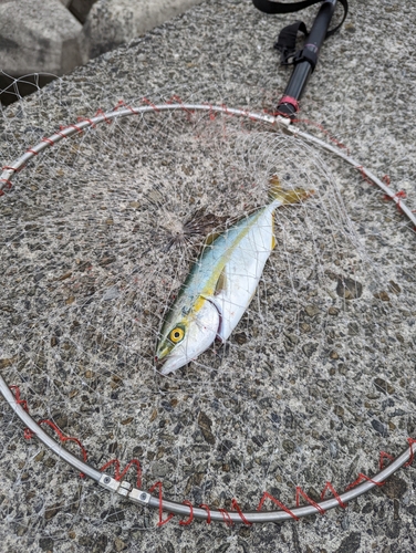 ツバスの釣果