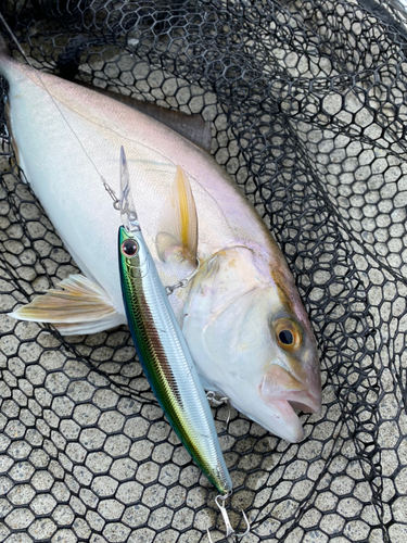 ショゴの釣果