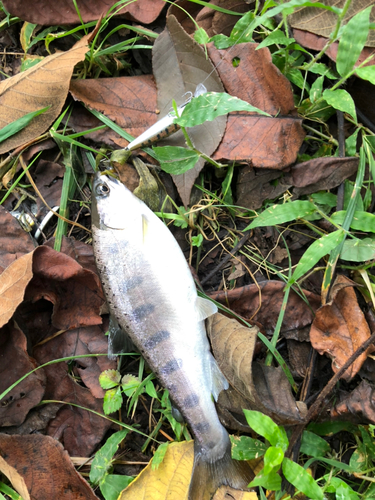 アマゴの釣果