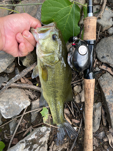 ラージマウスバスの釣果