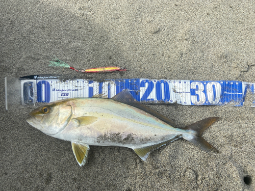 ショゴの釣果