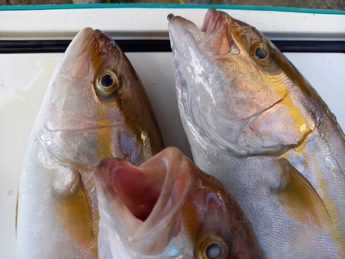 カンパチの釣果