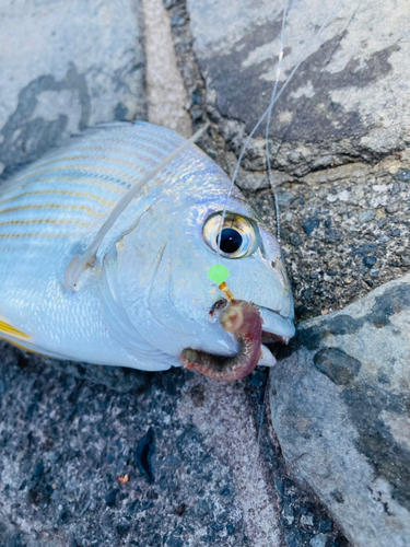 ヘダイの釣果