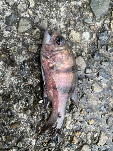 ヨコスジイシモチの釣果