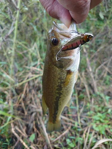 ラージマウスバスの釣果