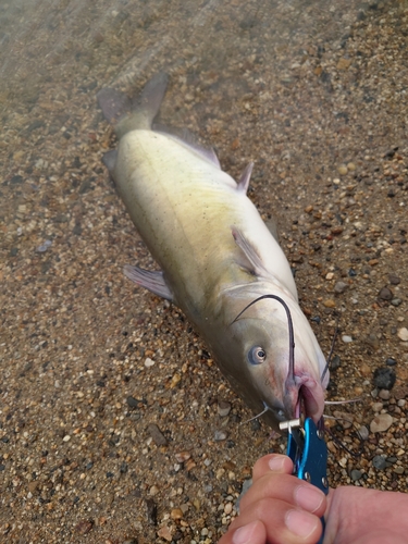 アメリカナマズの釣果