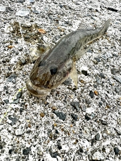 ハゼの釣果