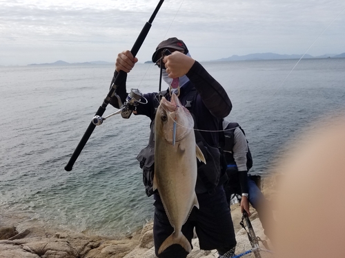 カンパチの釣果