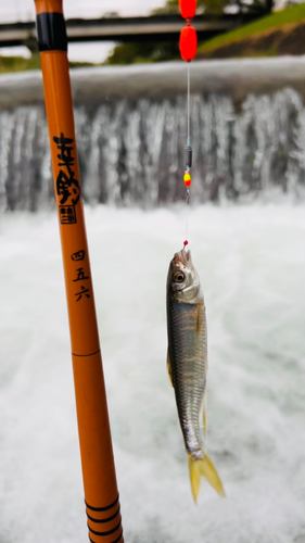 オイカワの釣果