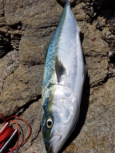 ハマチの釣果