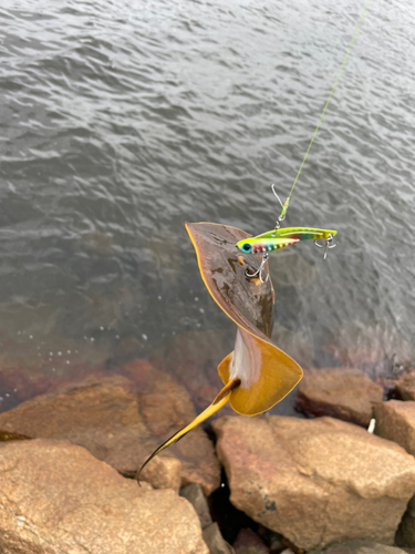 エイの釣果