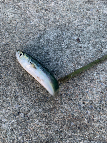 サバの釣果