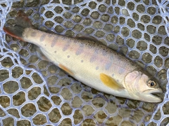 アマゴの釣果