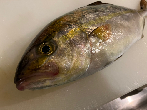 ショゴの釣果