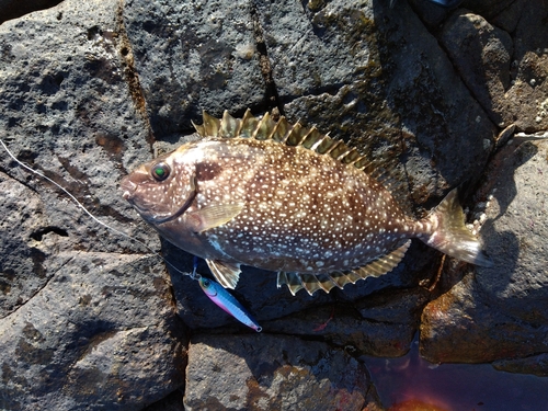 アイゴの釣果