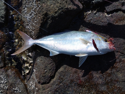 ネリゴの釣果