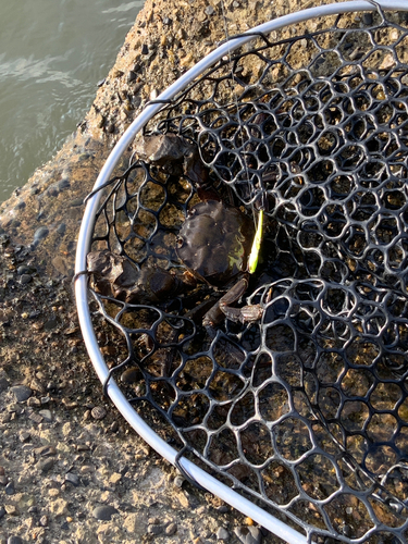 モクズガニの釣果